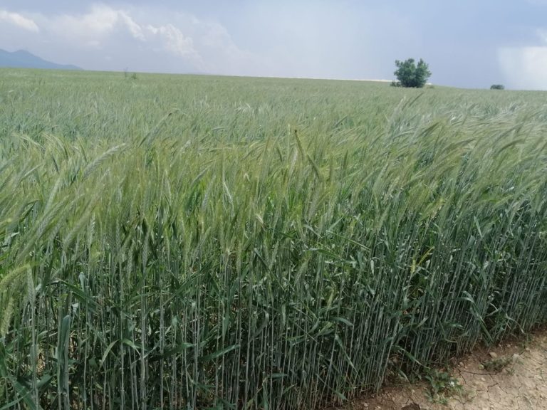Burdur Mehmet Akif Ersoy Üniversitesi (MAKÜ), bitkisel üretim sezonunda 2 bin dekar alanda 8 farklı yem bitkisinin hasadını tamamladı