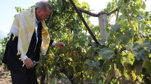 Cumhurbaşkanı Erdoğan Manisa’da bağ bozumuna katıldı