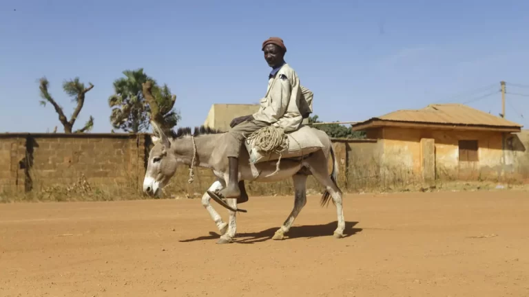 Nijerya’dan Hong Kong’a kaçırılmak istenen binlerce eşek penisine el konuldu