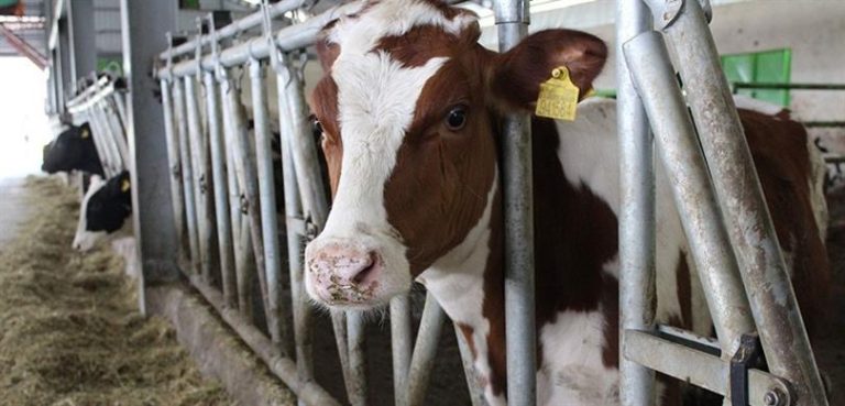 Bakan Kirişçi: “Teknoloji ile tarımı en üst seviyede buluşturmak istiyoruz”