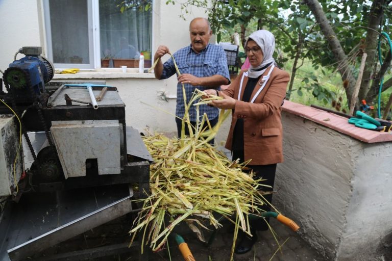 Şeker kamışı posasının yalıtım malzemesi olarak kullanılması için çalışma yürütülüyor