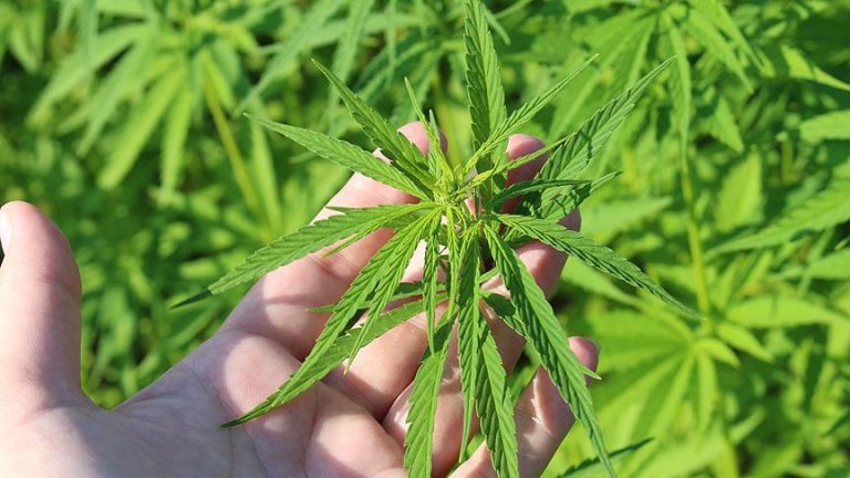 Esrar, kenevir…Bu bitkilerin sağlık ve iklim değişikliğine olan bilinmeyen faydaları neler?