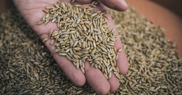 Kuraklığa karşı yeni bir çavdar türü üretildi