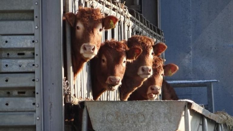 Antibiyotikle üretilen et soruşturmasından fast food devlerinin adı çıktı!