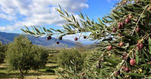Ege Zeytin ve Zeytinyağı İhracatçıları Birliği Başkanı Davut Er, “ülkemiz zeytin ağaç varlığı en az 300 milyona ulaştırılmalı…