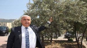 Ege Zeytin ve Zeytinyağı İhracatçıları Birliği Başkanı Davut Er, “Zeytinliklerimizin talan edilmesi yok edilmesini istemiyoruz”…