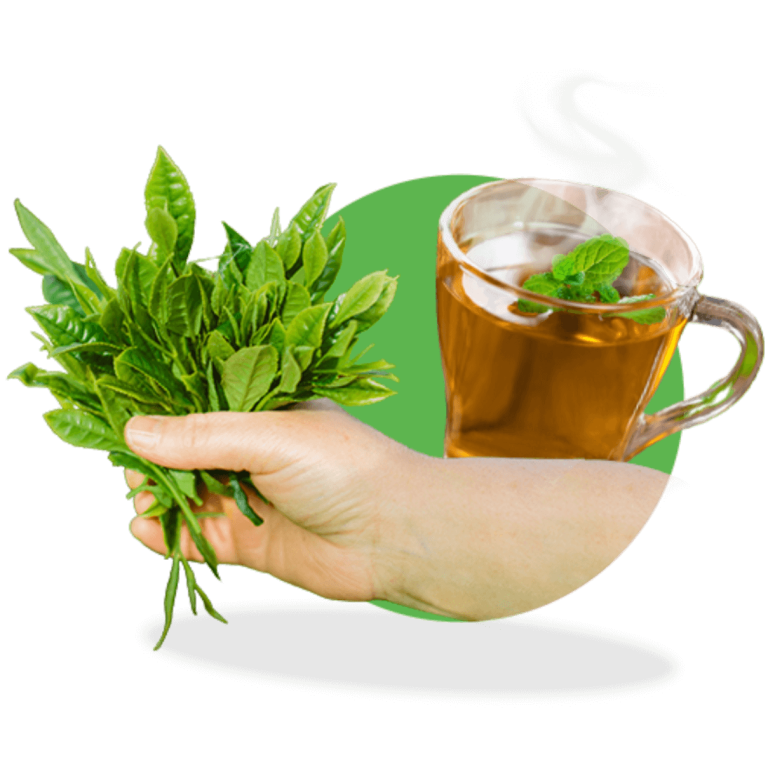 Yeşil çayın iyisi nasıl anlaşılır?