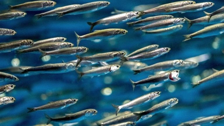 Küçük balıklar yetersiz beslenmeye küresel çözüm sunuyor