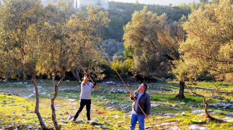 Bodrum’da Zeytinlikler Kamulaştırılarak Taş Ocaklarına Açılmak İsteniyor…