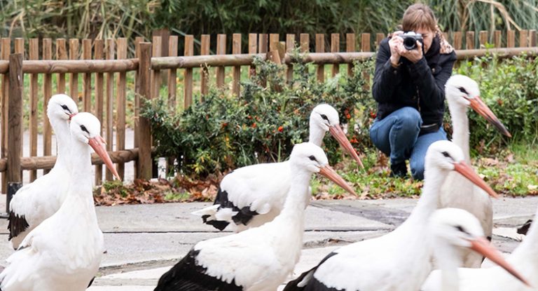 Rusya’dan Ormanya’ya düşkün leylekler için geldi…