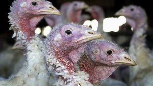 Küresel kuş gribi salgını ‘tarihteki’ en üst seviyesinde