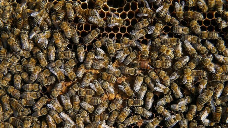 ABD hükümeti, bal arıları için dünyanın ilk ‘aşısını’ onayladı