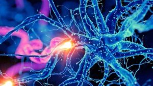 Sinir ağı özellikleri analiz edilerek bunama riski tahmin ediliyor!