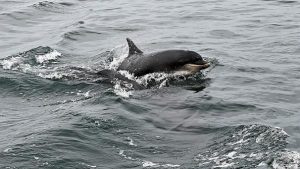 Yunuslar denizlerdeki gürültü kirliliği sebebiyle birbirlerine “bağırmak zorunda kalıyor”