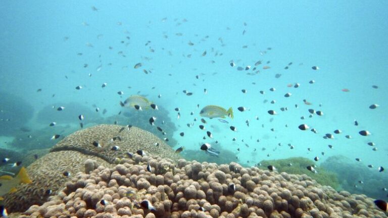 BM ülkeleri açık denizlerde doğal hayatın korunması için anlaştı