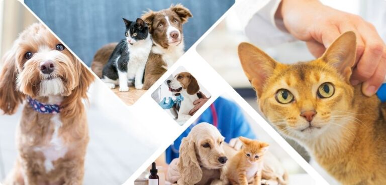 Beyanname verilmiş, ancak kayıt işlemleri tamamlanmamış depremzede ev hayvanları, gittikleri il’de kayıt altına alınabilecek