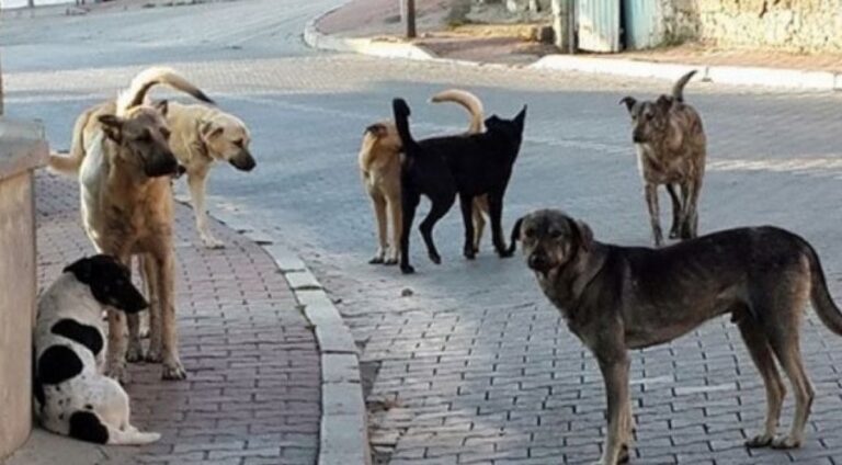 Kocaeli Doğa ve Hayvan Dostları Derneği Başkanı Çelikkaya, “Sokak köpekleri konusu para ve personel ile çözülecek bir mesele değil”