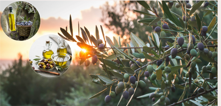 Gemlik zeytinine AB tescili