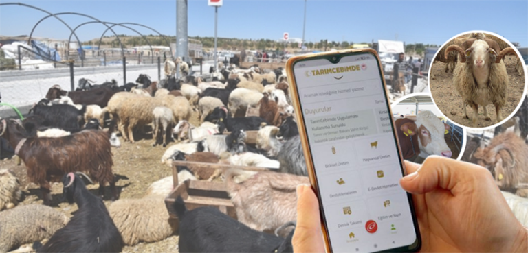 Satışa sunulan kurbanlıkların bilgileri, ‘TarımCebimde’ mobil uygulaması üzerinden sorgulanabiliyor