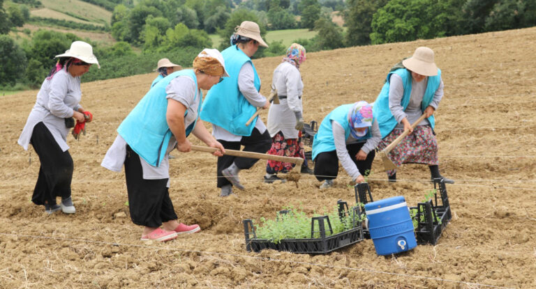 Tıbbi Aromatik Bitki Yetiştiriciliğinde yeni ürün; kekik