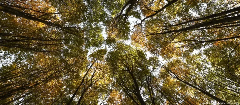 Ormanlar iklim krizini nasıl önleyebilir?