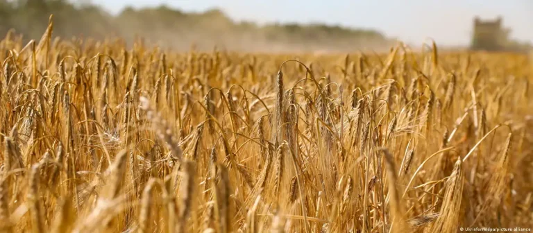 Buğday fiyatları Türkiye’yi nasıl etkileyecek?