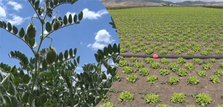 Tarım ve Orman Bakanı Yumaklı: “Tarım arazilerinin korunması ve etkin kullanımı ile tarımsal üretimde sürdürebilirliği önceliyoruz”