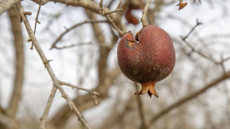 Gıda güvenliği riskte: Küresel ısınma tarımı tehlikeye atıyor