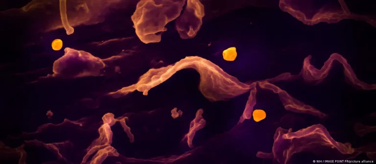 Nadir, ölümcül Nipah virüsü: Belirtileri nelerdir?