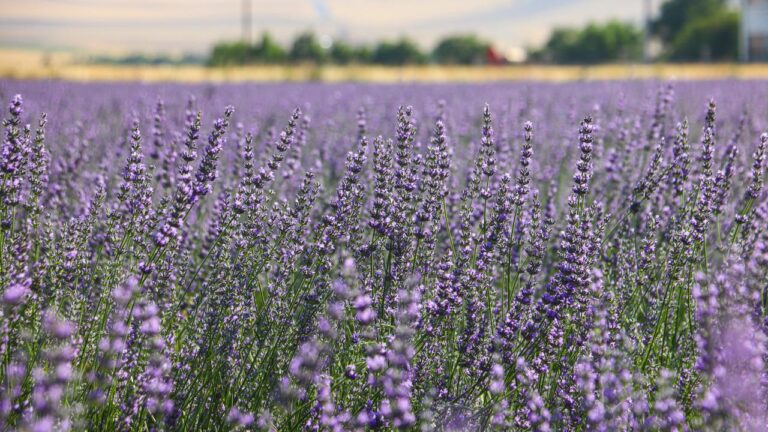 Kadın girişimci devletten aldığı destekle lavanta yetiştiriyor