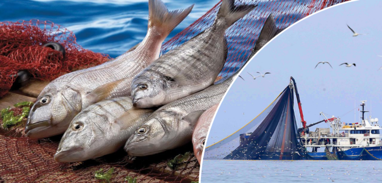 Yasa dışı su ürünleri avcılığına 81 ilde eş zamanlı  ve çapraz denetim