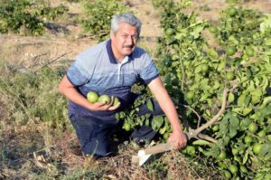 Üretici Limonu Yere Döküyor, Ağaçları Kesiyor!
