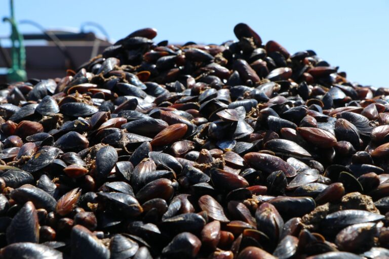 Tarım ve Orman Bakanı Yumaklı, “midye üretimine destekleme ödemesi birim fiyatı yüzde 100 arttı