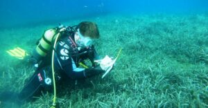 Marmara Denizi’nde, “Denizlerin Geleceği: Deniz Çayırları” projesi