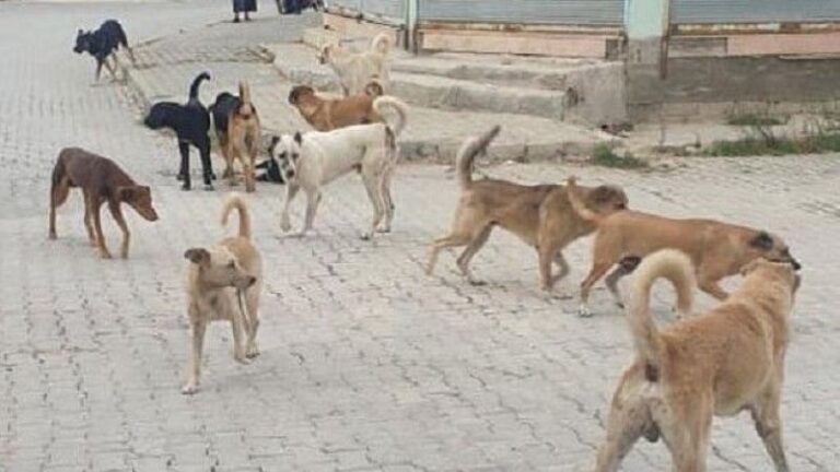 Prof. Dr. Nevzat Tarhan: “Kültürümüzde başı boş hayvan yok!”