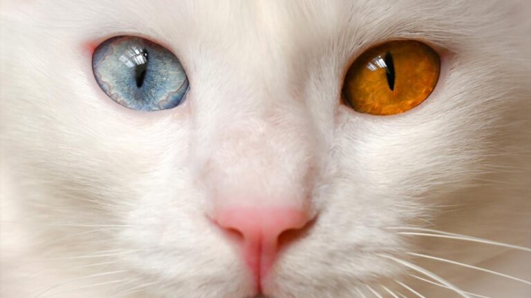 Van kedilerinin sayısı artıyor