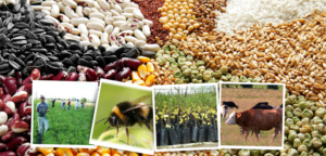 Tarımsal destekleme ödemesi 694 milyon 461 bin lira çiftçilerin hesaplarına aktarıldı