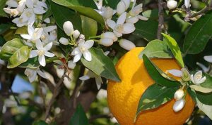 Adana portakal çiçeği kokusunu dünyaya yayıyor…