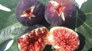 Bursa siyah inciri, Çin pazarına girme yolunda