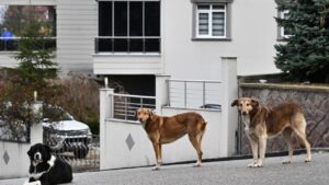 Başıboş sokak köpeklerine ilişkin düzenleme için gözler Meclis’te