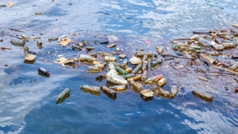 Büyük pasifik çöp alanında plastik yiyen mantara rastlandı!