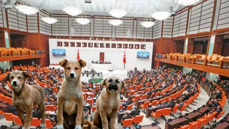 Başıboş köpeklere yönelik kanun teklifi görüşmeleri sürüyor: “Ötenazi” kelimesi metinden çıkarıldı