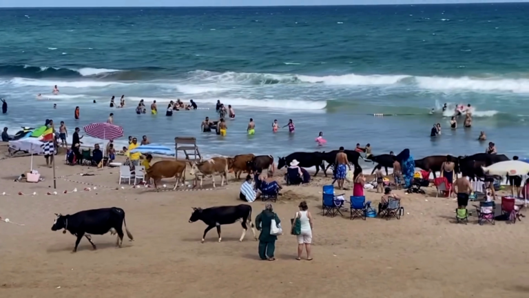 Şile sahilinde insanlar arasında atların ardından büyükbaş ve küçükbaş hayvanlar