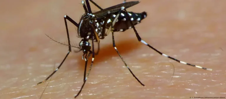 Türkiye’de de görülen Batı Nil Virüsü nedir?