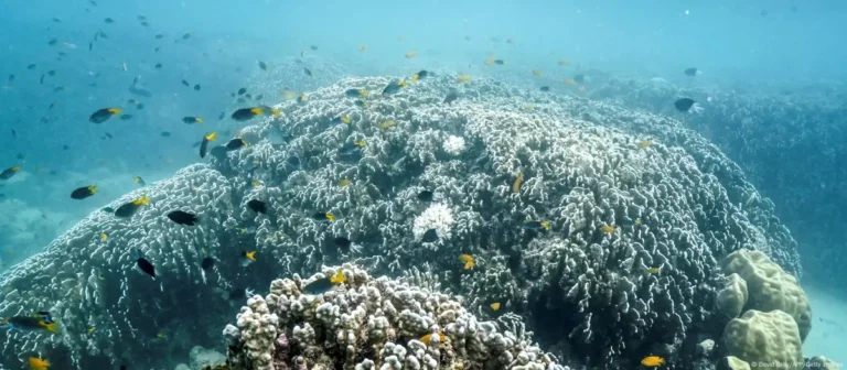 Büyük Set Resifi iklim değişikliği tehdidi altında