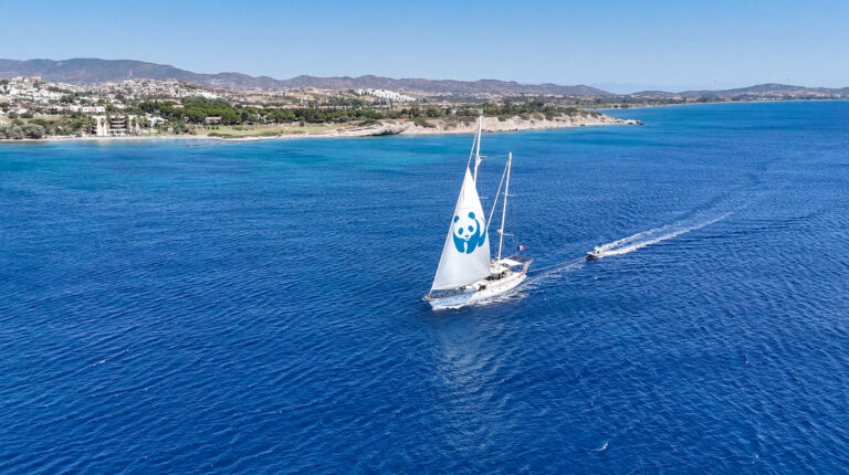 Blue Panda, Mavi Ormanlar için Türkiye’de