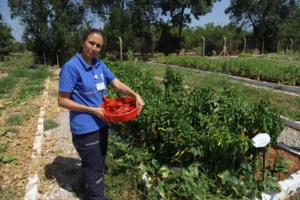 Muğla Büyükşehir Belediyesi 2025 Yerel Tohum dağıtımı hazırlıklarına başladı
