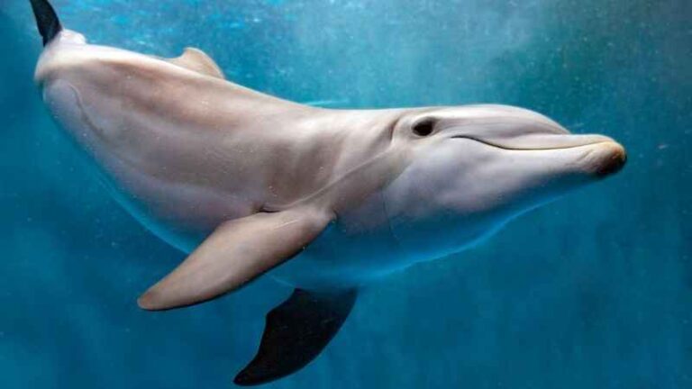 Mikroplastikler bu kez yunusların nefesinde tespit edildi!