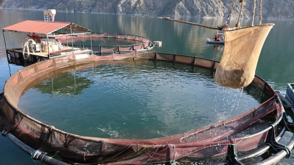 Artvin’de Çoruh Nehri üzerindeki Deriner Barajı’nda ilk su ürünleri hasadı yapıldı