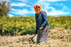 Çiftçi, 2024’te yine zarar yazdı!